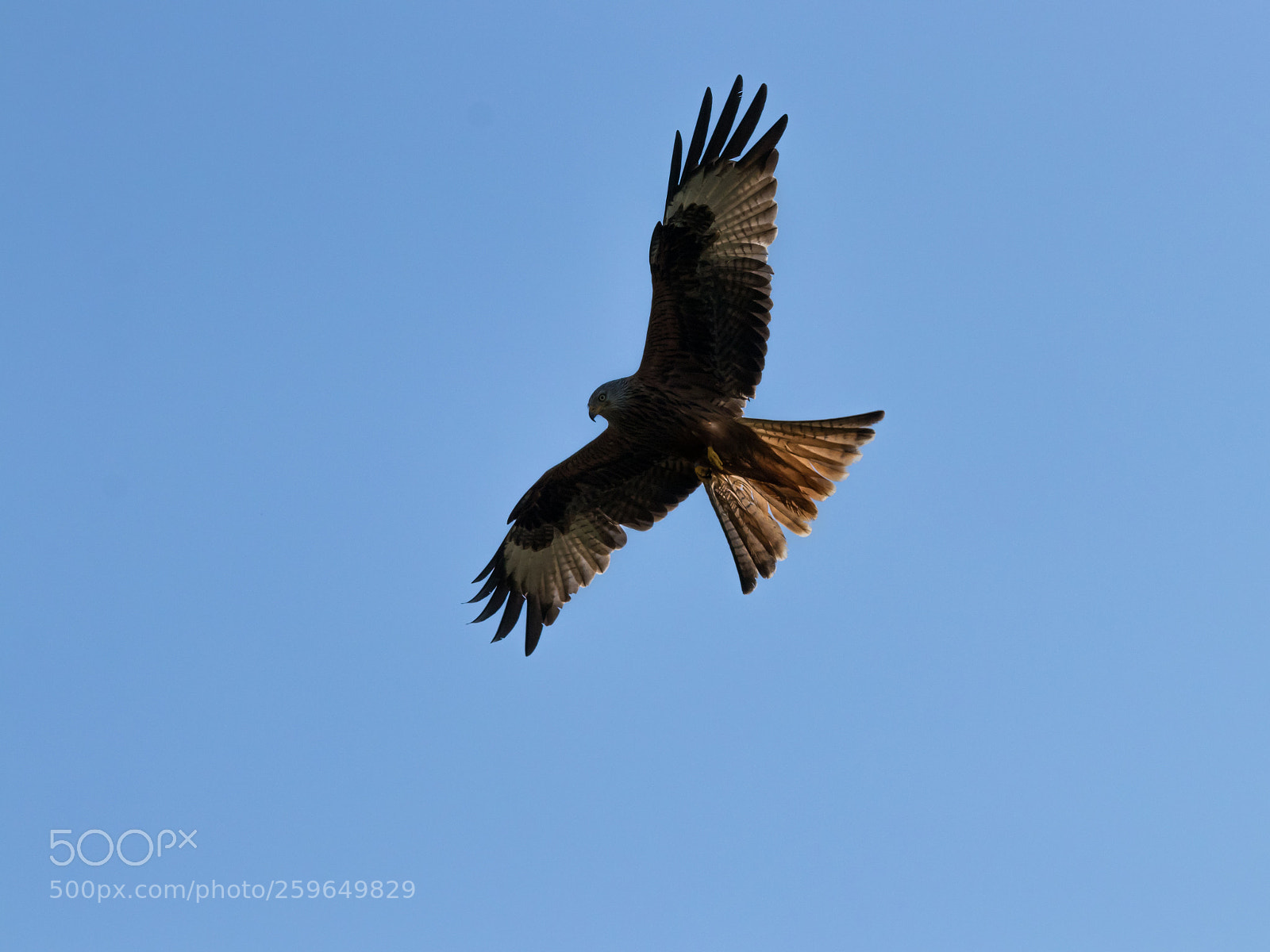 Canon EOS 80D sample photo. Red kite photography