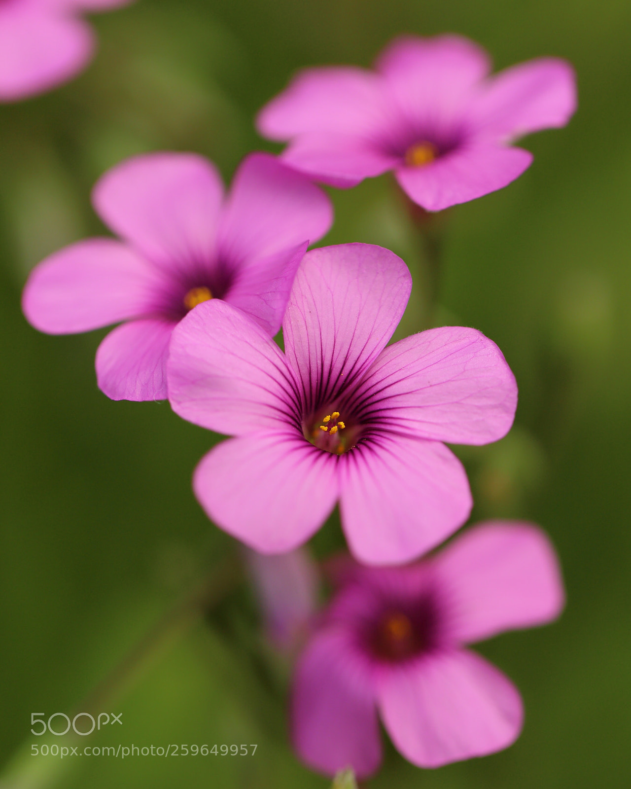 Canon EOS 6D sample photo. Oxalis photography