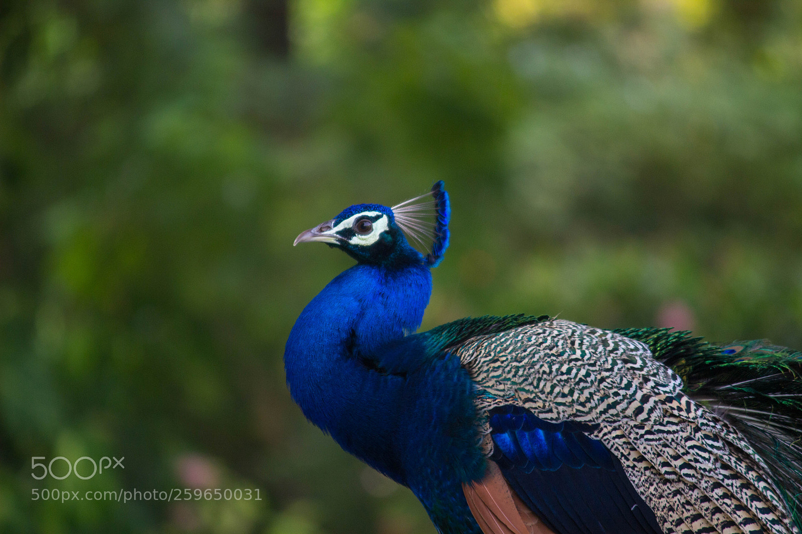 Canon EOS 600D (Rebel EOS T3i / EOS Kiss X5) sample photo. Peacock #2 photography