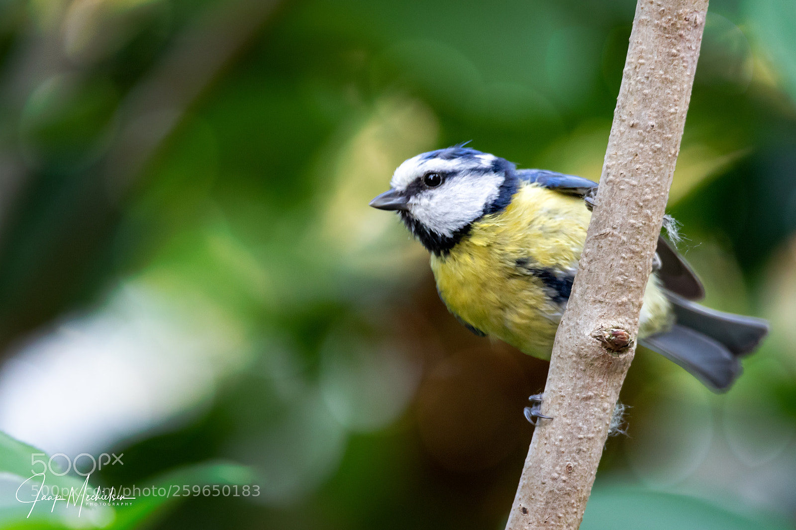 Canon EOS 7D Mark II sample photo. Blue tit photography