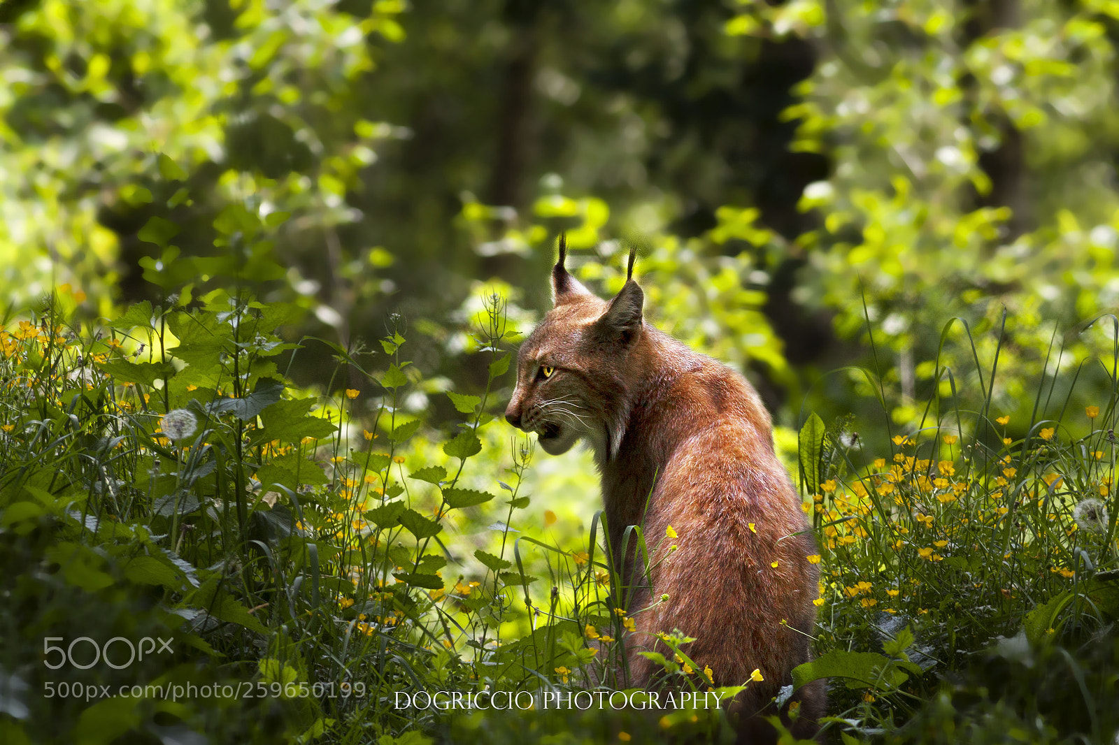 Canon EOS 50D sample photo. European lynx photography