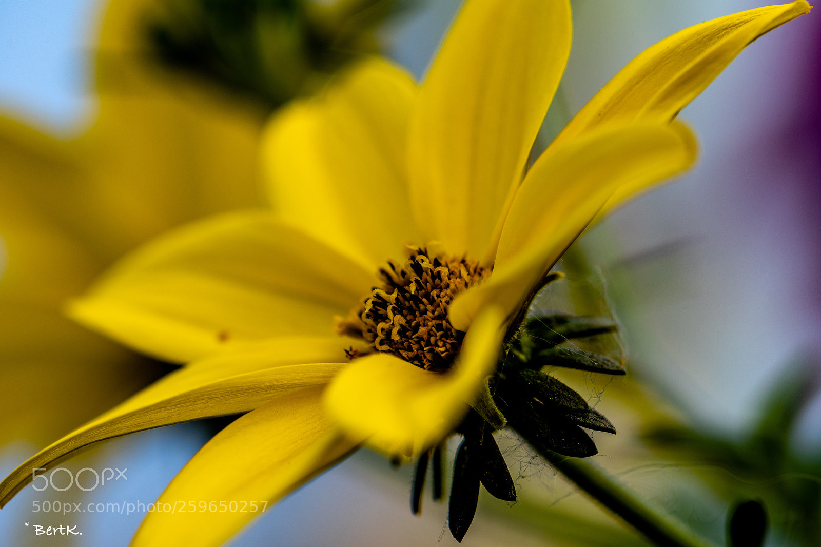Nikon D500 sample photo. The beauty of a photography