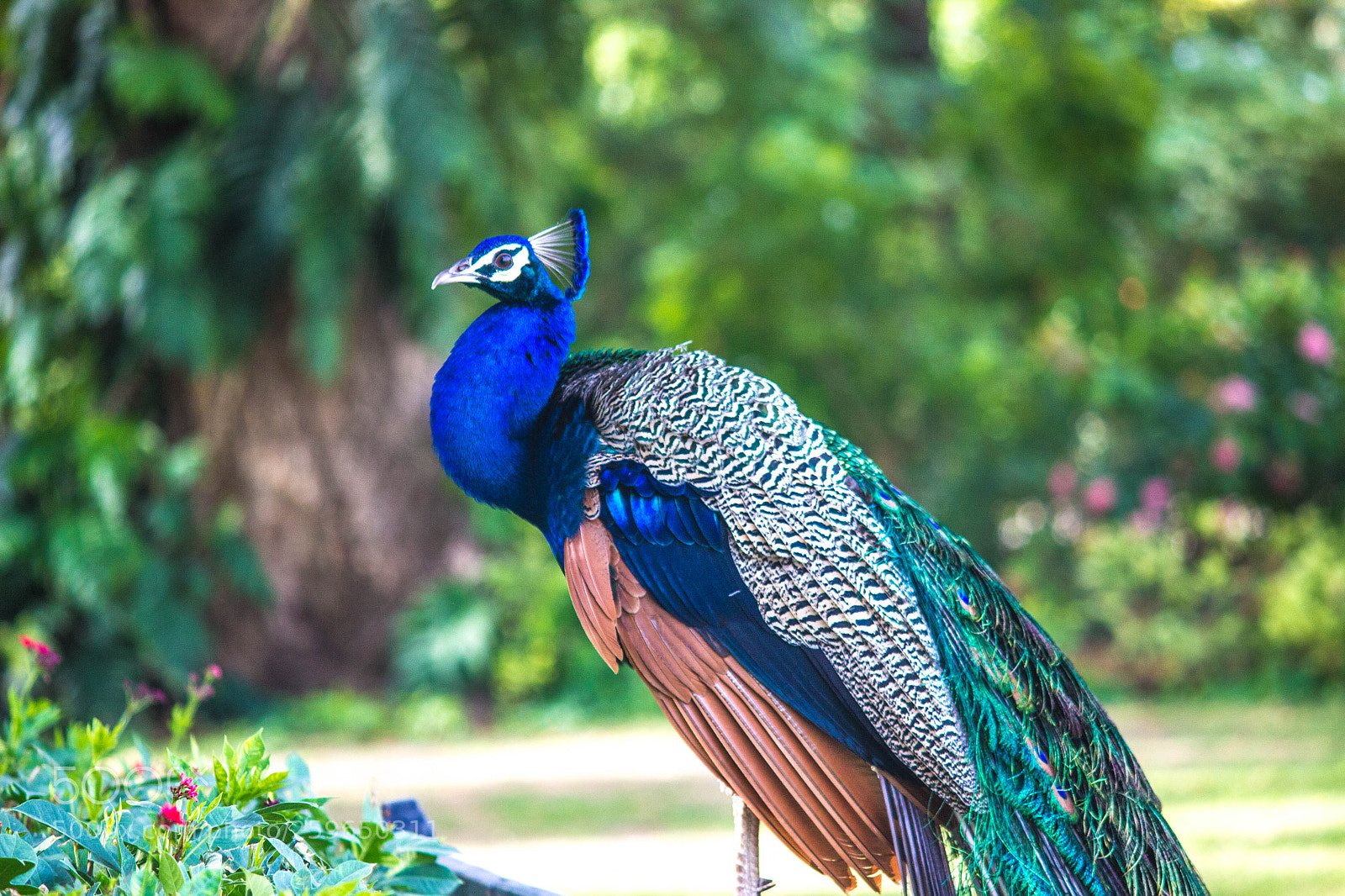 Canon EOS 600D (Rebel EOS T3i / EOS Kiss X5) sample photo. Peacock #3 photography