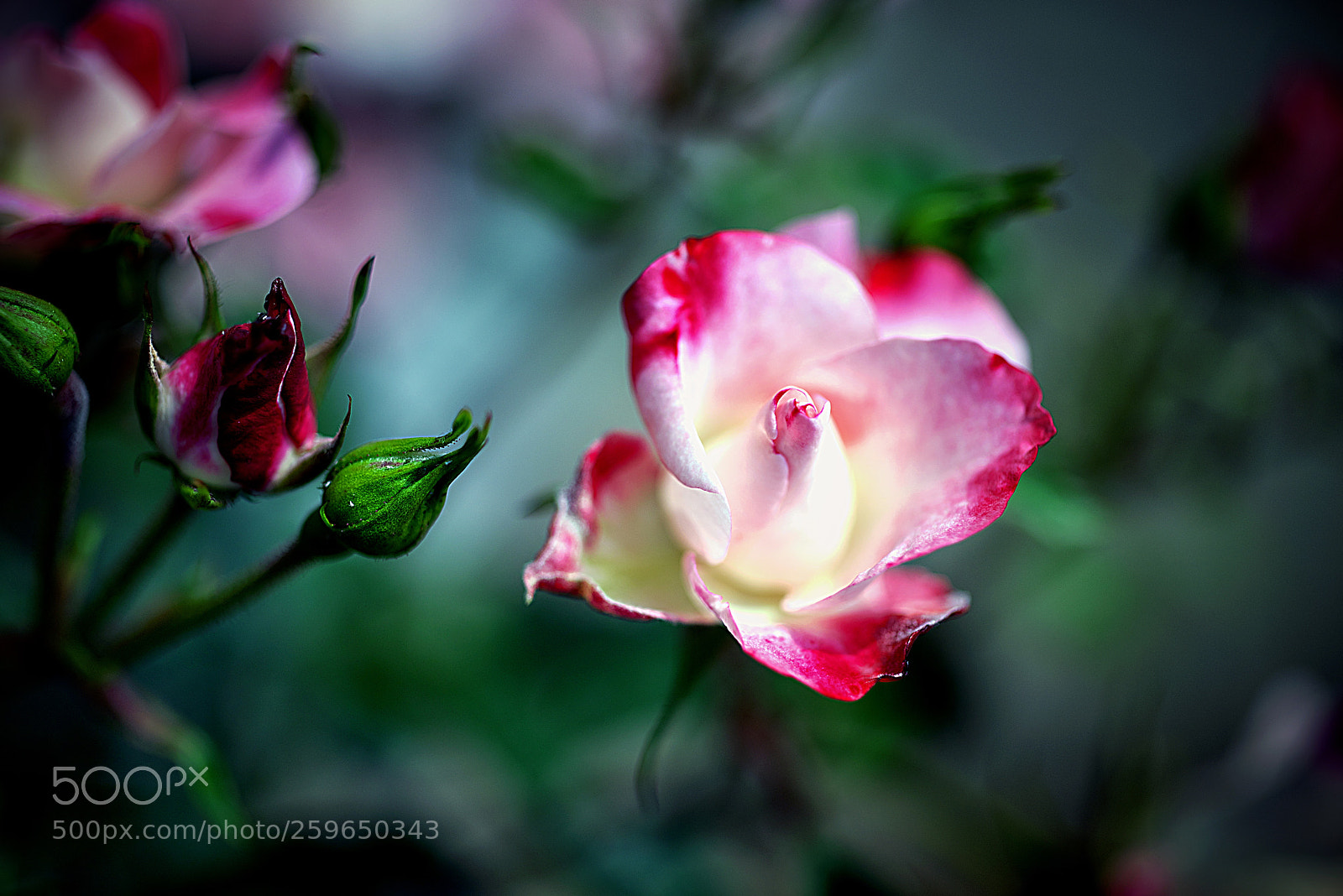 Nikon D800E sample photo. Rose photography