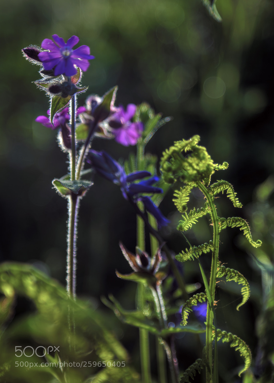 Canon EOS 6D sample photo. Spring blooms photography