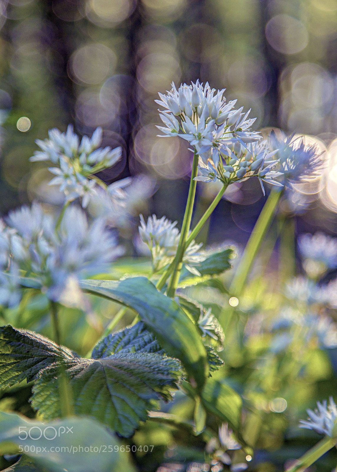Canon EOS 6D sample photo. Smell the garlic photography