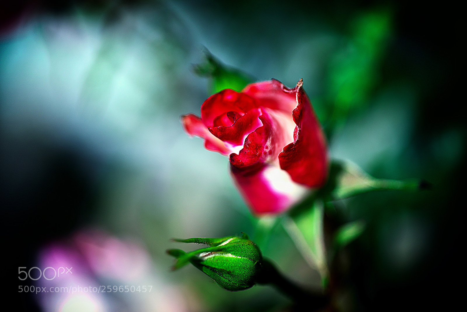 Nikon D800E sample photo. Rose photography