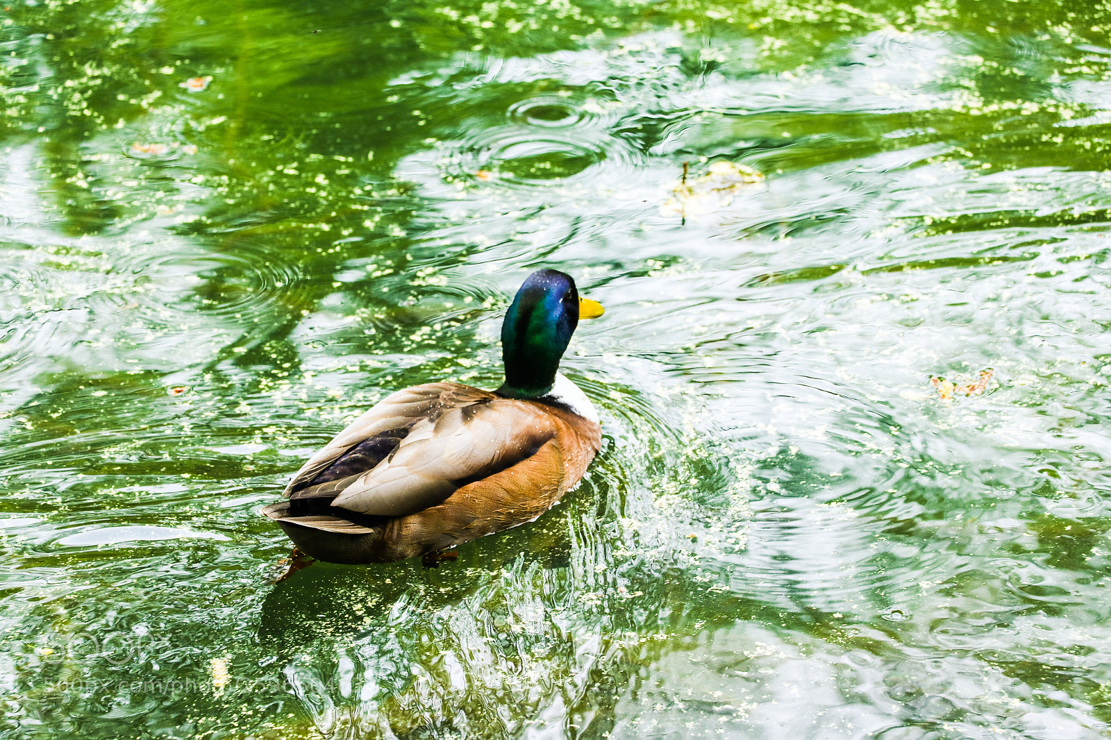 Canon EOS 80D sample photo. Untitled photography