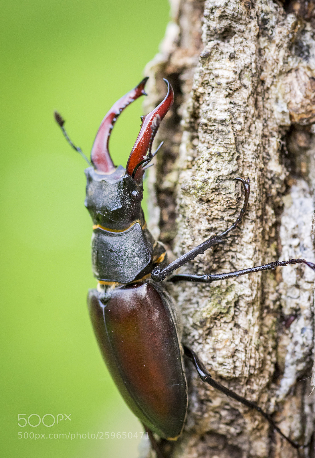 Pentax K-3 sample photo. Stag beetle°° photography