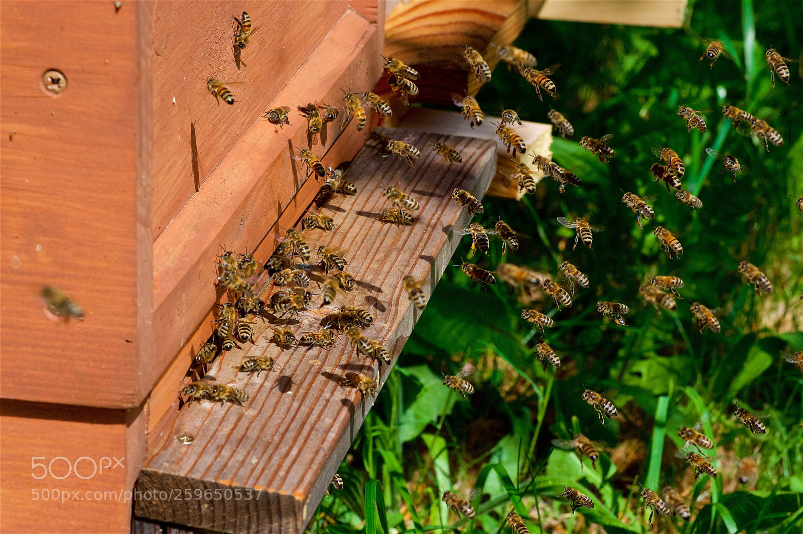 Pentax K-3 II sample photo. Busy honey bees photography