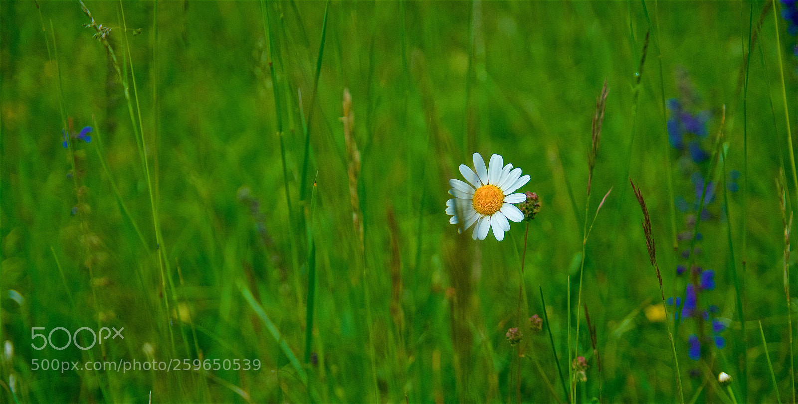 Pentax K-3 II sample photo. Grass and flower photography