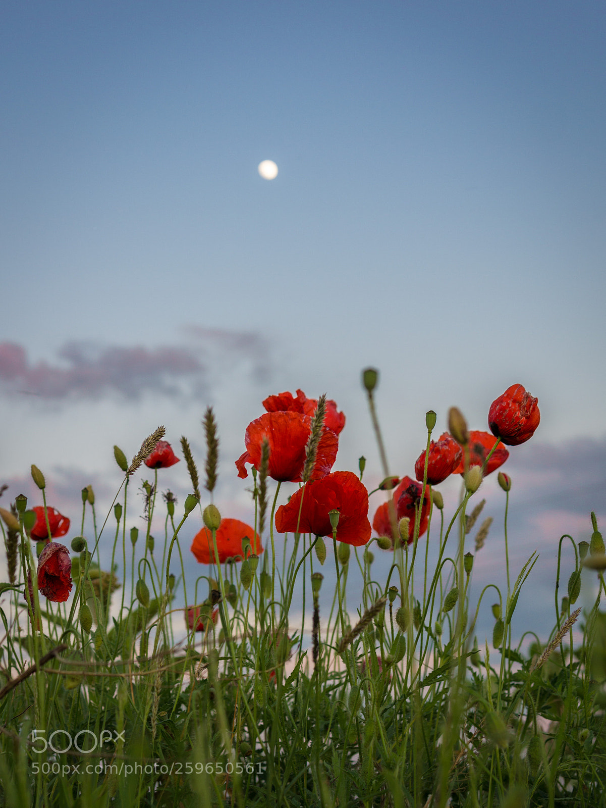 Sony a6000 sample photo. Poppy & moon photography