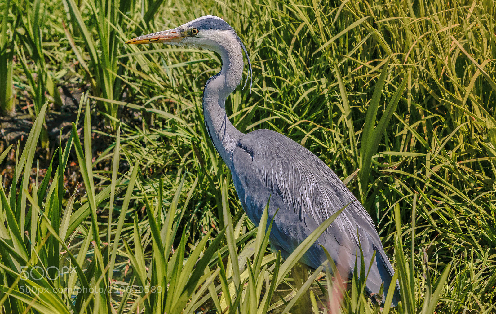 Nikon D5300 sample photo. Harbour crane photography
