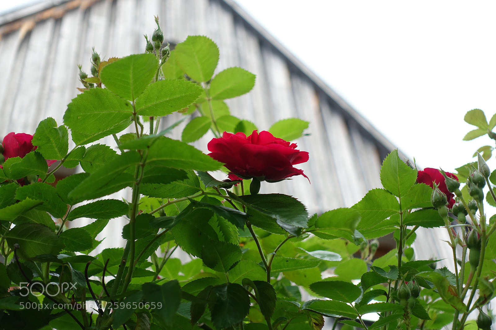 Sony Cyber-shot DSC-RX100 III sample photo. Untitled photography