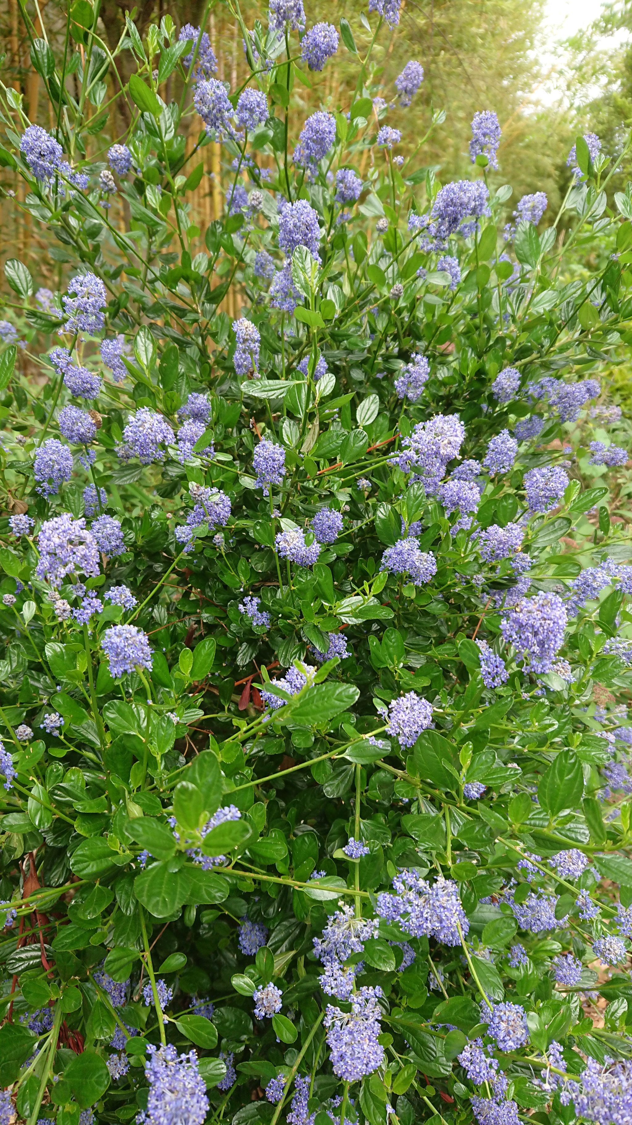 Sony Xperia XZ1 Compact sample photo. Dsc_0377 photography