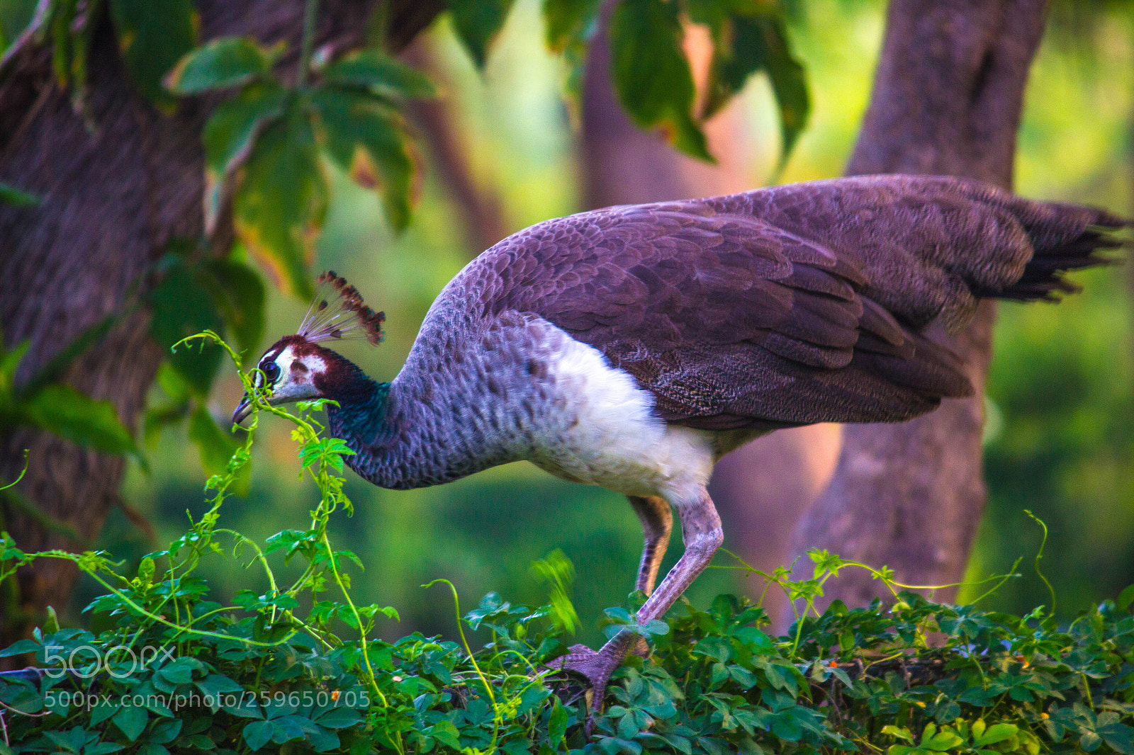 Canon EOS 600D (Rebel EOS T3i / EOS Kiss X5) sample photo. Peahen photography