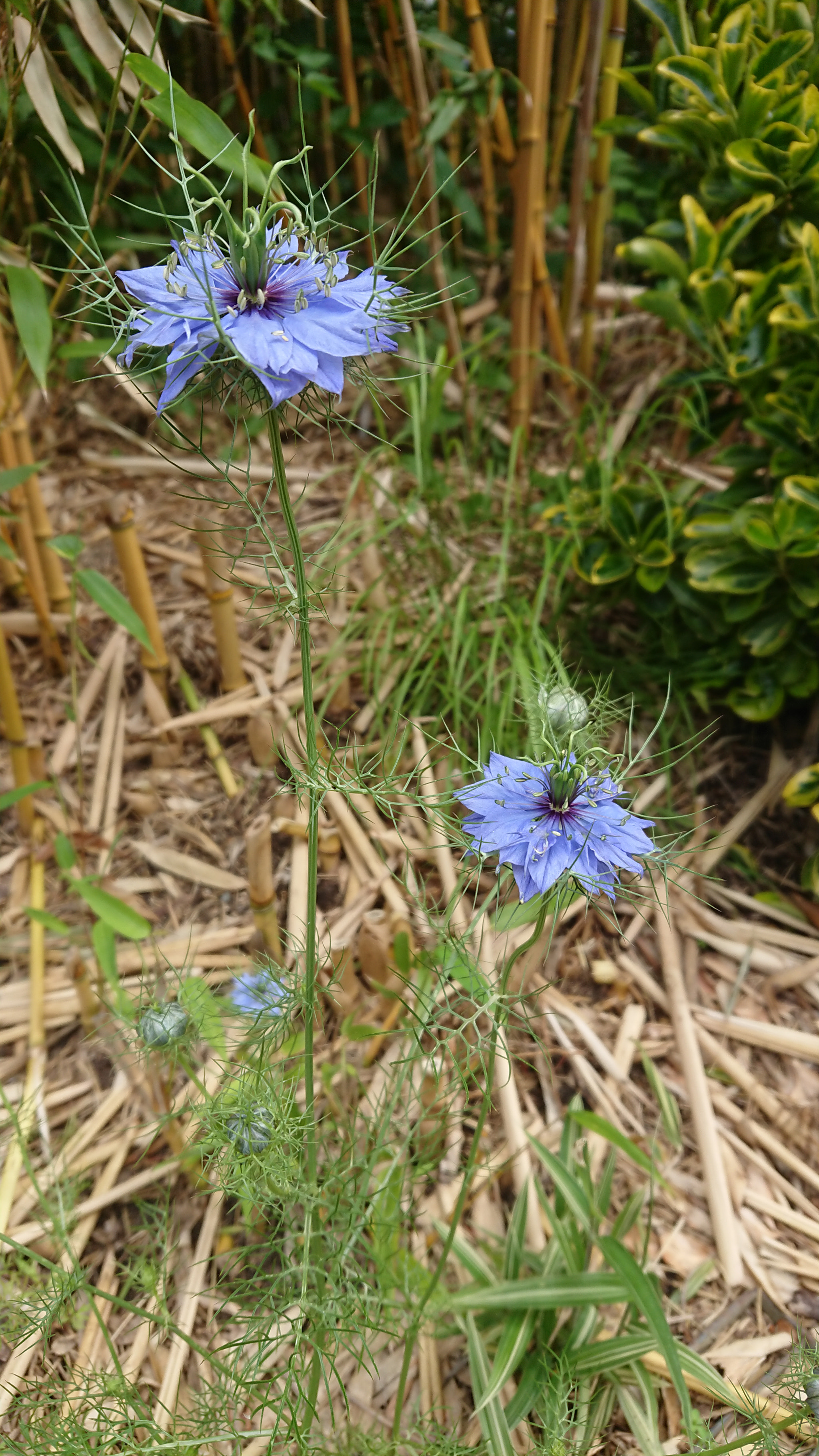 Sony Xperia XZ1 Compact sample photo. Dsc_0378 photography