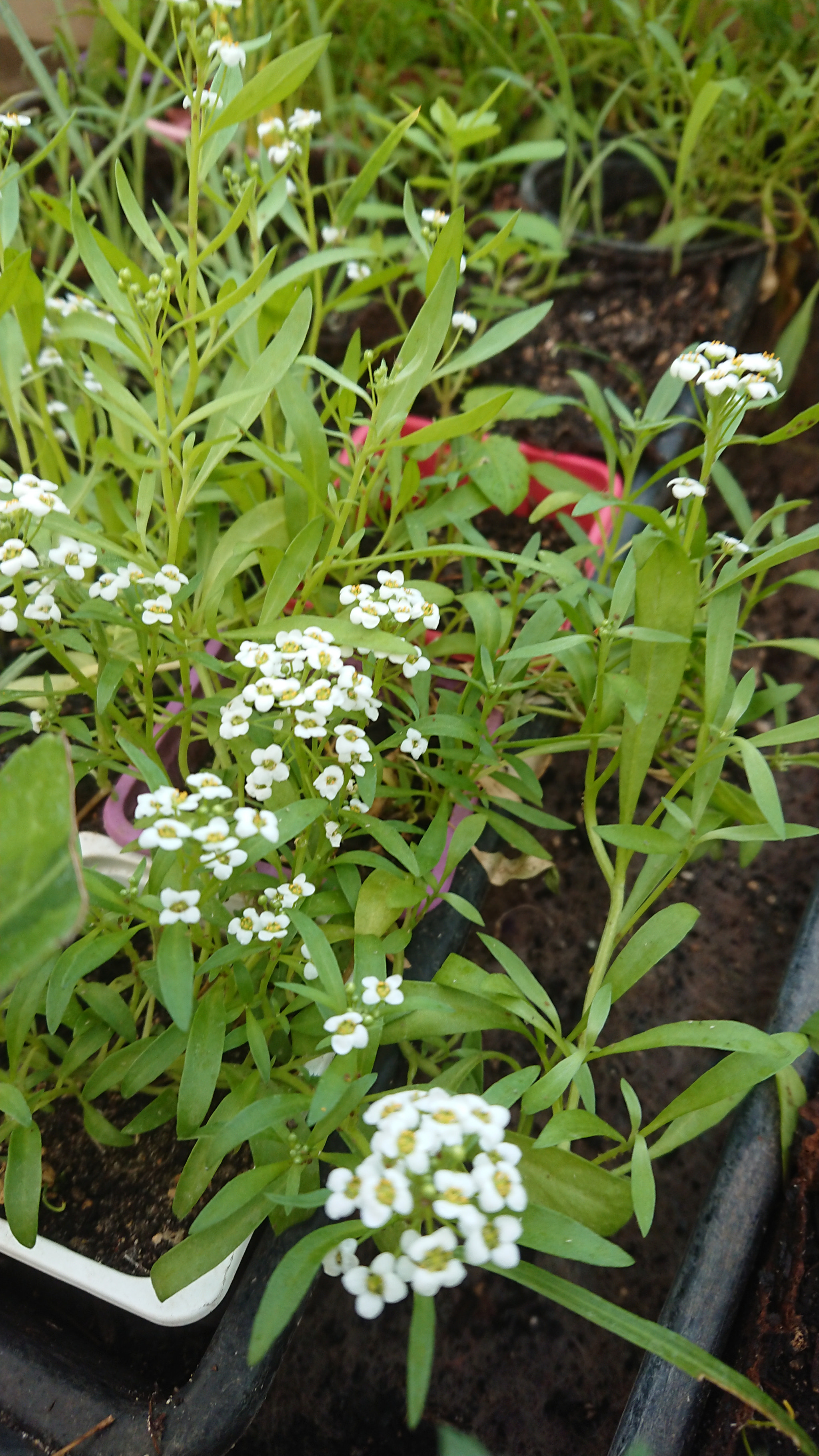 Sony Xperia XZ1 Compact sample photo. Dsc_0391 photography