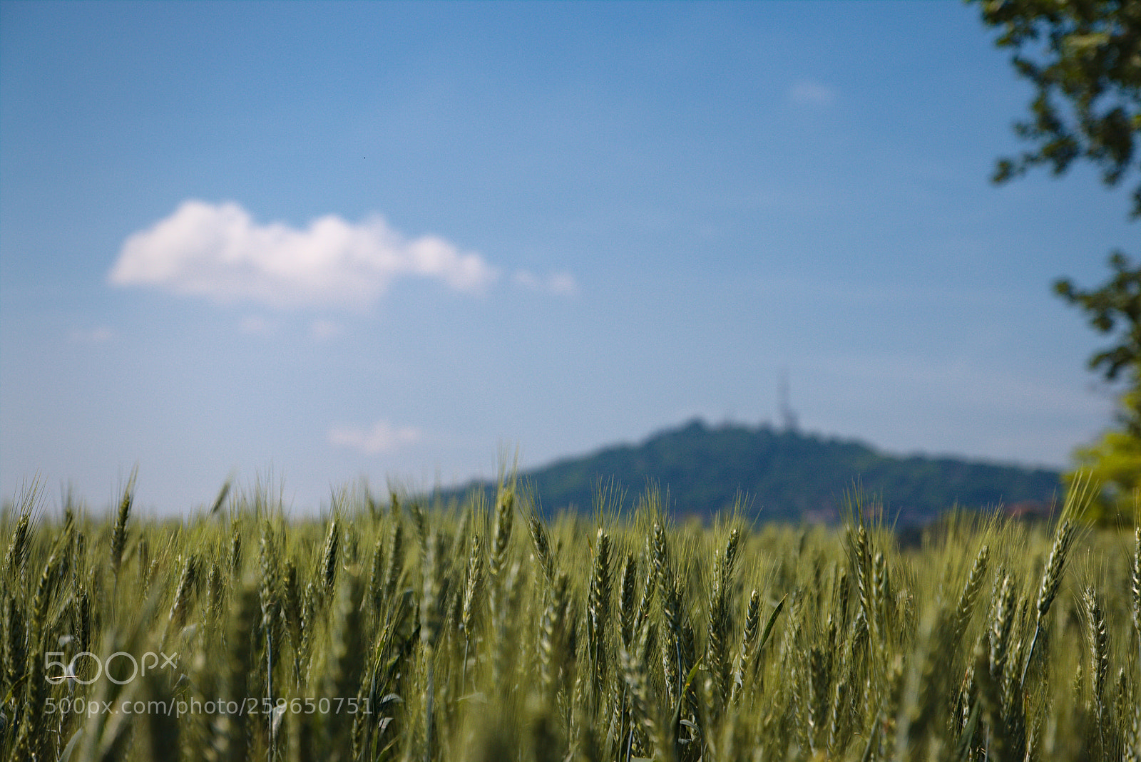 Canon EOS 70D sample photo. Sfumature d'estate photography