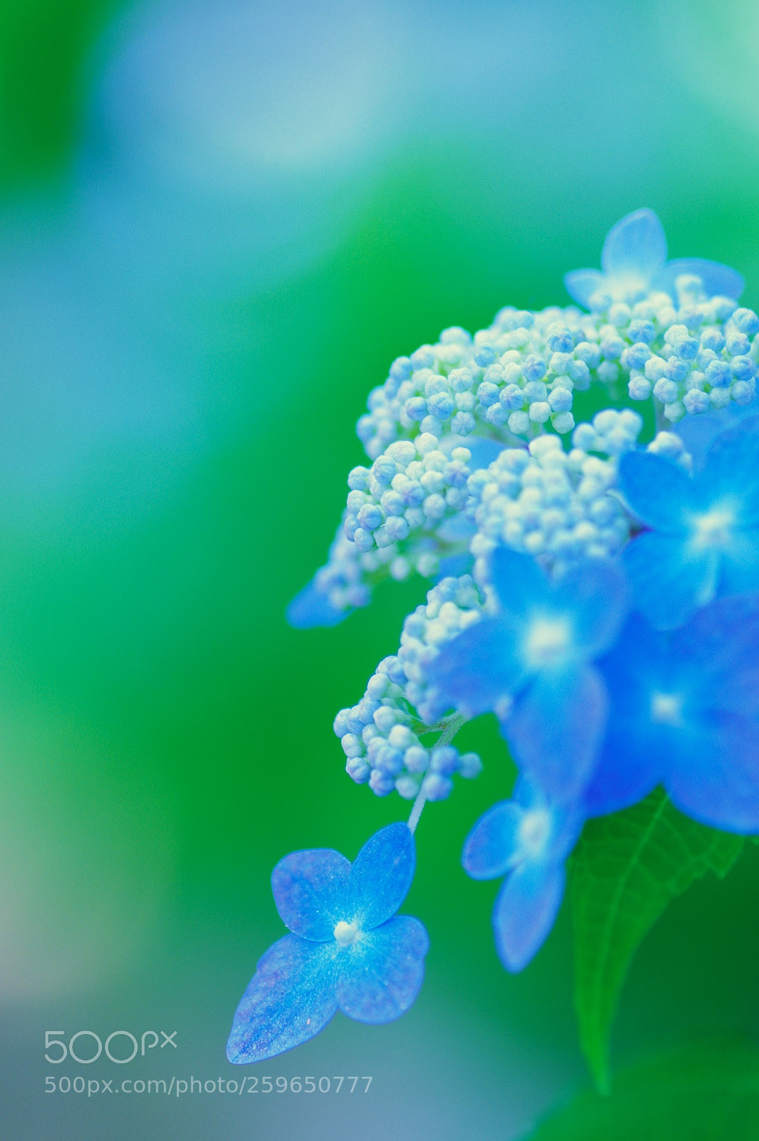 Pentax K-3 II sample photo. Hydrangea photography