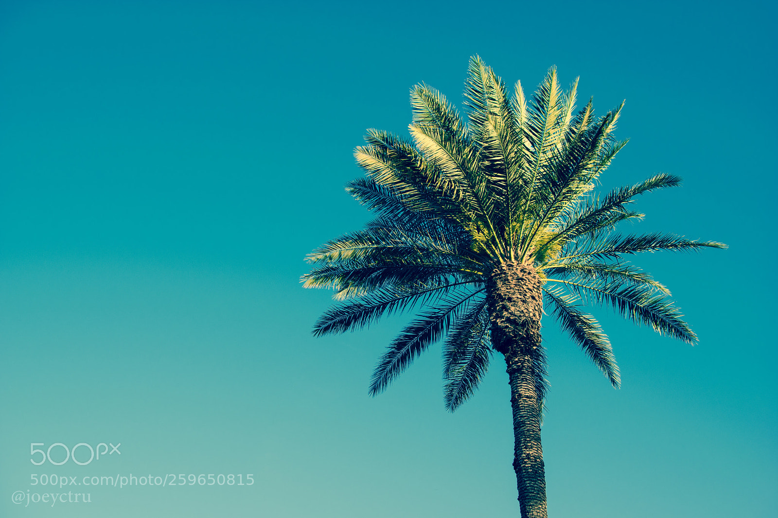 Nikon D5500 sample photo. Lonely palm photography