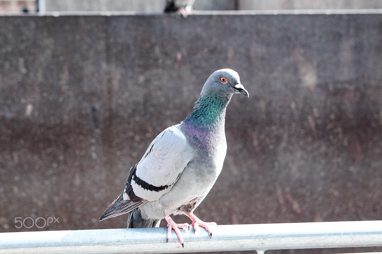 Canon EOS 1300D (EOS Rebel T6 / EOS Kiss X80) sample photo. Bird photography