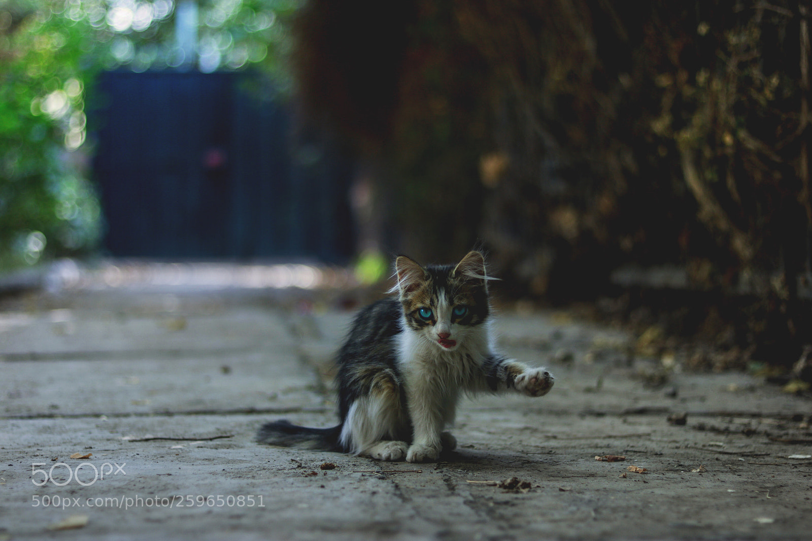 Canon EOS 750D (EOS Rebel T6i / EOS Kiss X8i) sample photo. High five :) photography