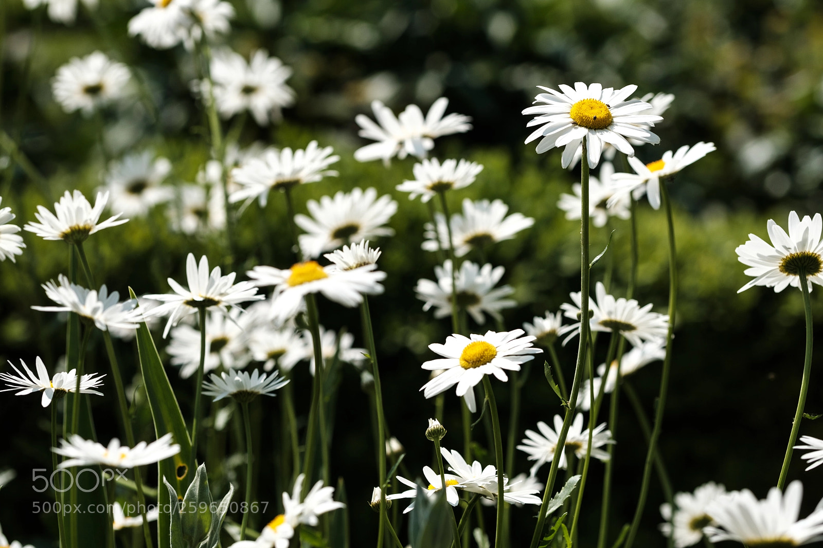 Fujifilm X-T2 sample photo. Summer 1 photography