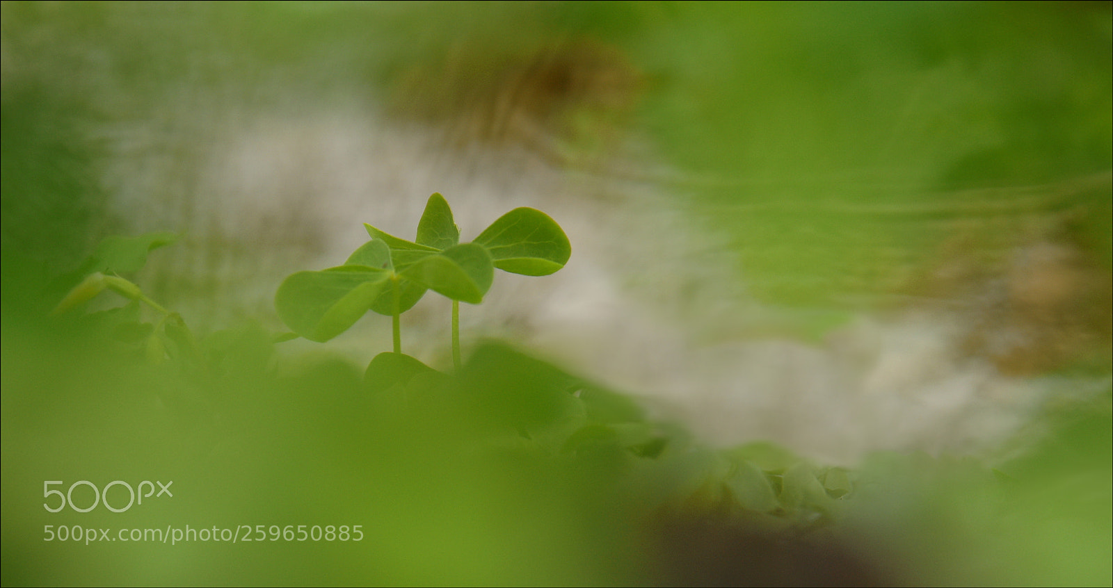 Nikon D810 sample photo. °in.my.dreams° photography
