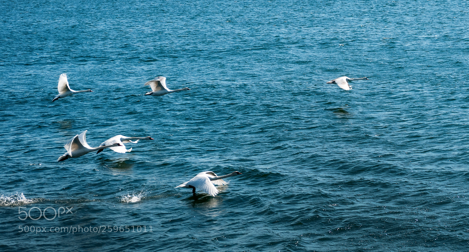 Nikon D300 sample photo. A flock of swans photography