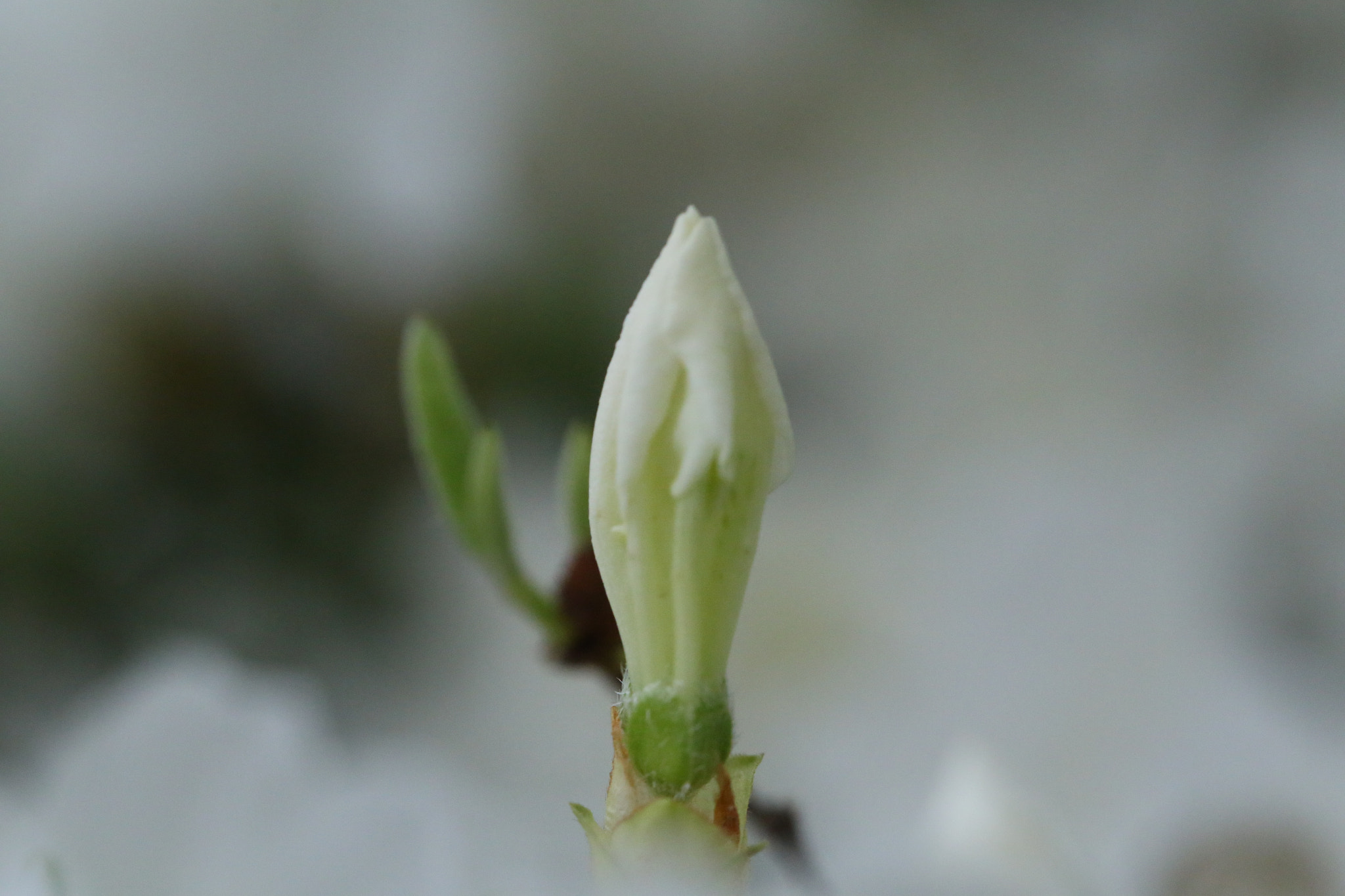 Canon EF 100mm F2.8L Macro IS USM sample photo. Bud in the cloud photography