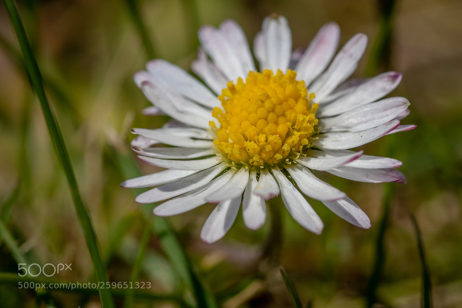 Canon EOS 80D sample photo. Gänseblümchen photography