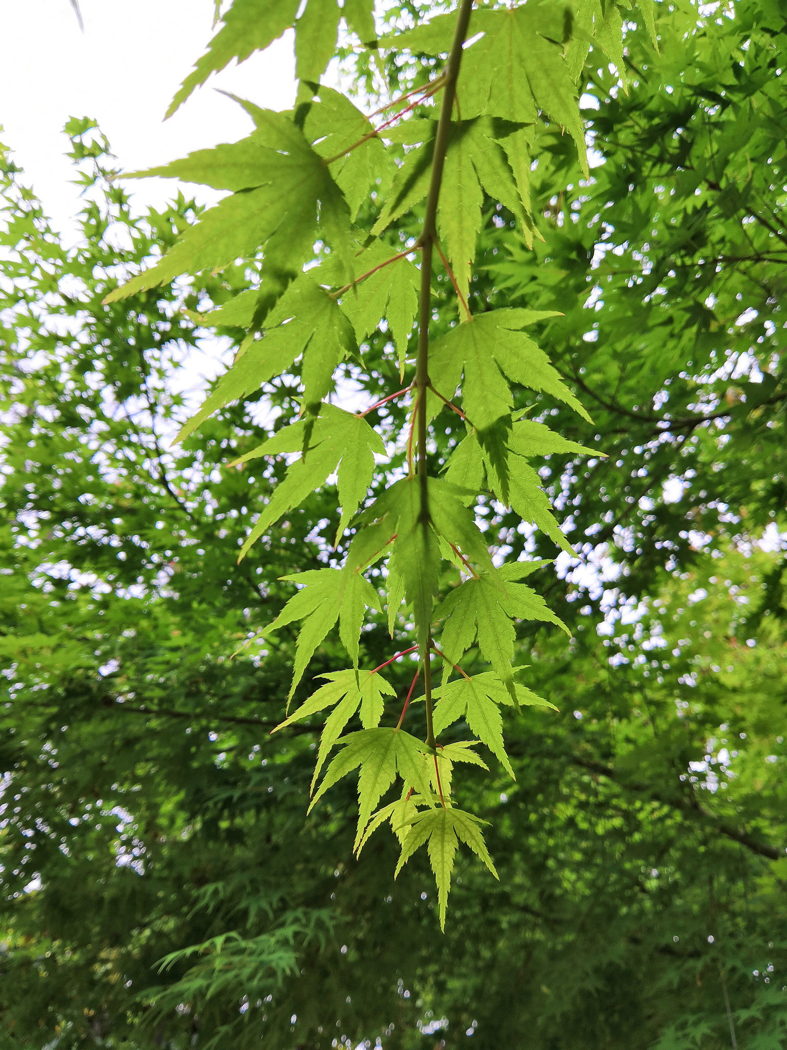 HUAWEI Honor 10 sample photo. Green maples photography