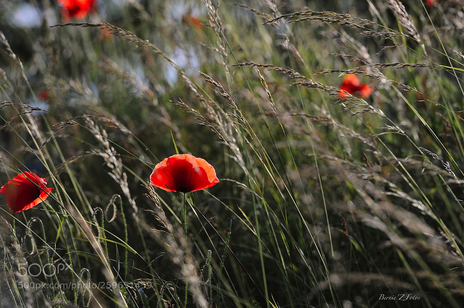 Nikon D3 sample photo. Poppy photography