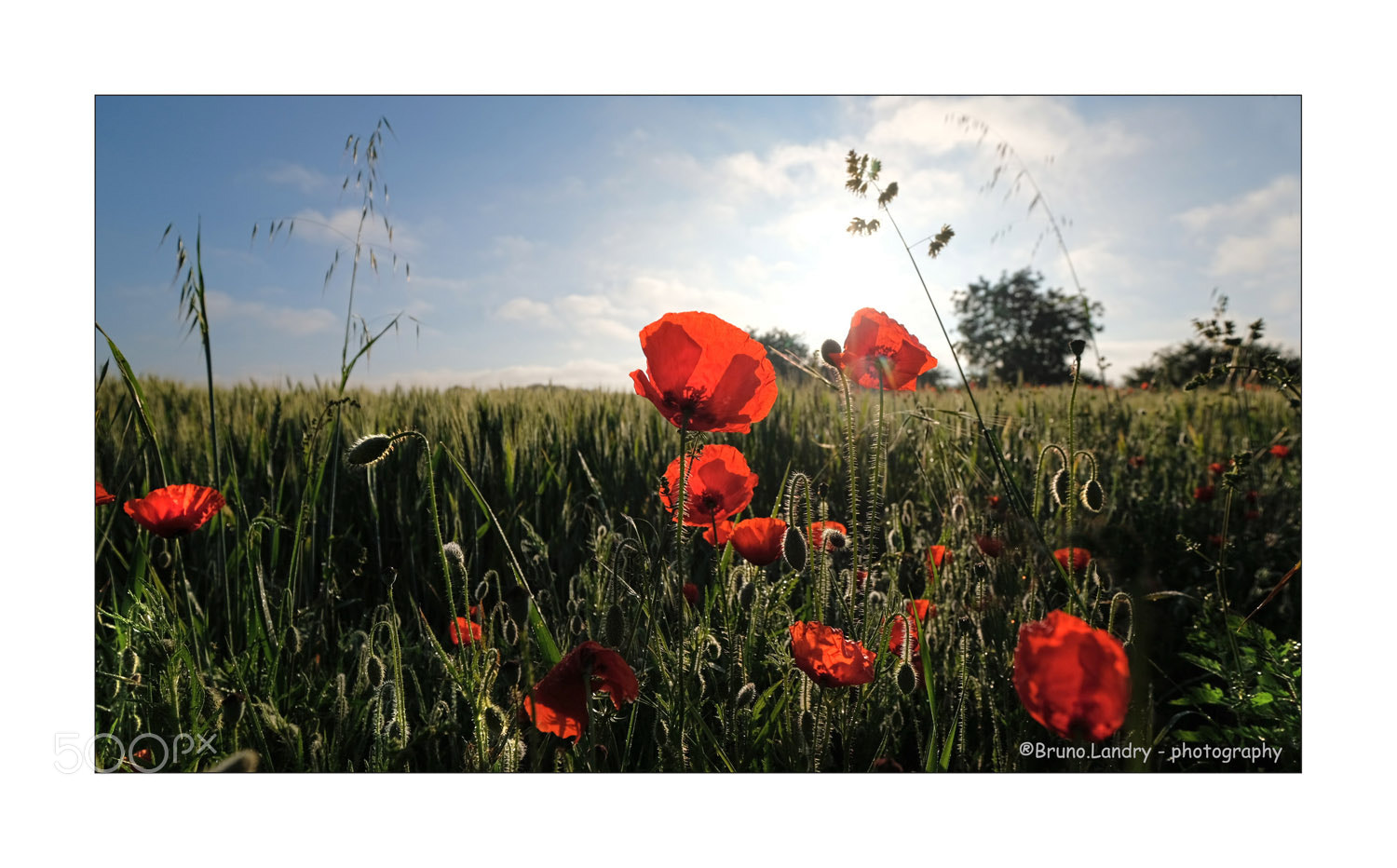 Fujifilm X-T20 sample photo. Nature et coquelicots photography
