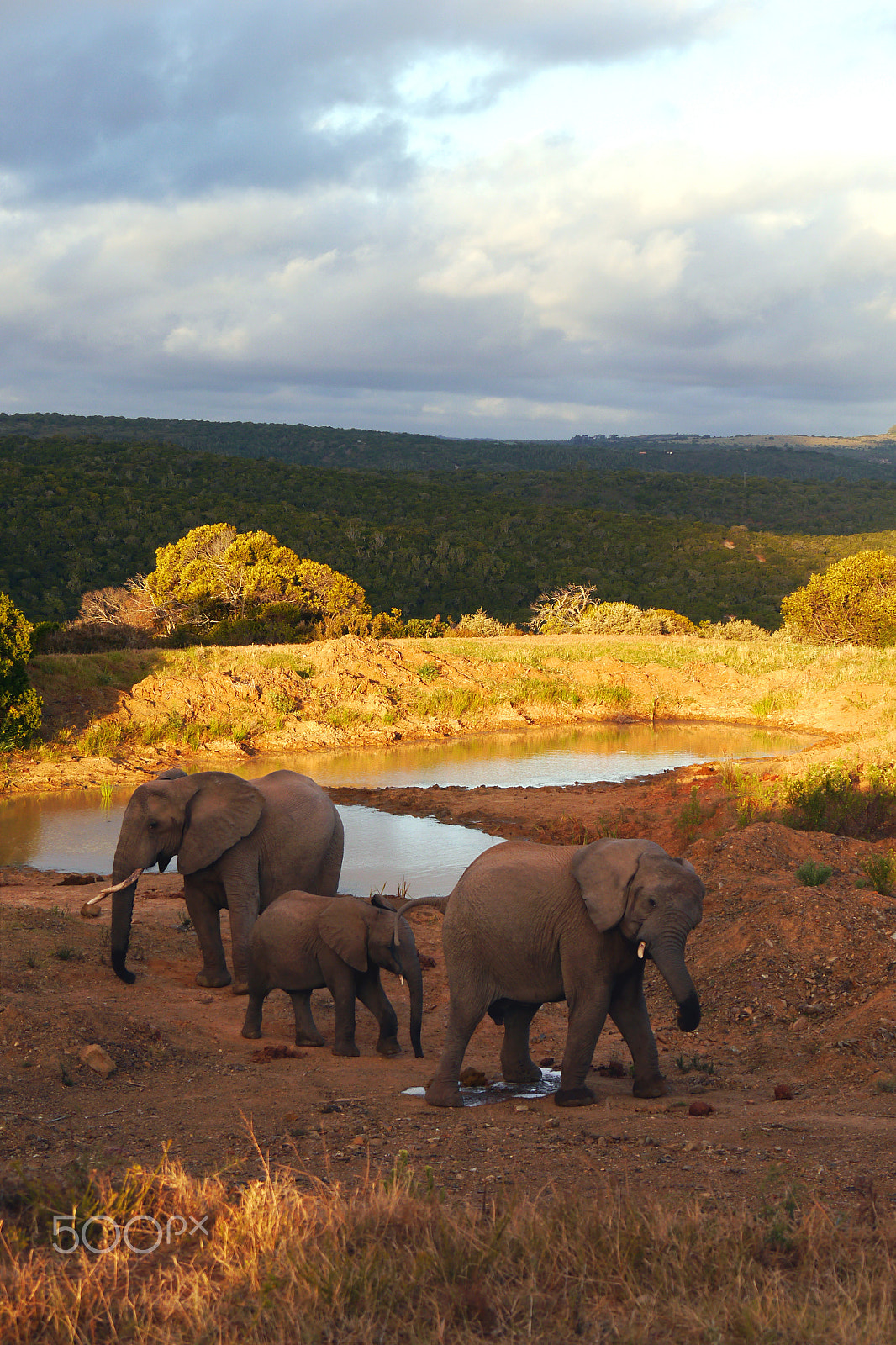Panasonic Lumix DMC-G5 sample photo. Three elephants photography