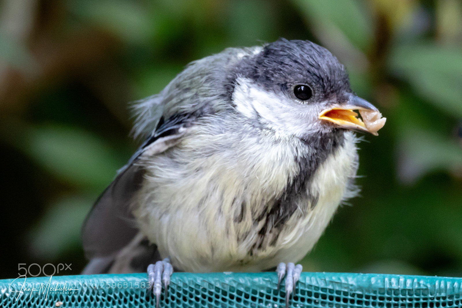 Canon EOS 7D Mark II sample photo. Juvenile great tit photography