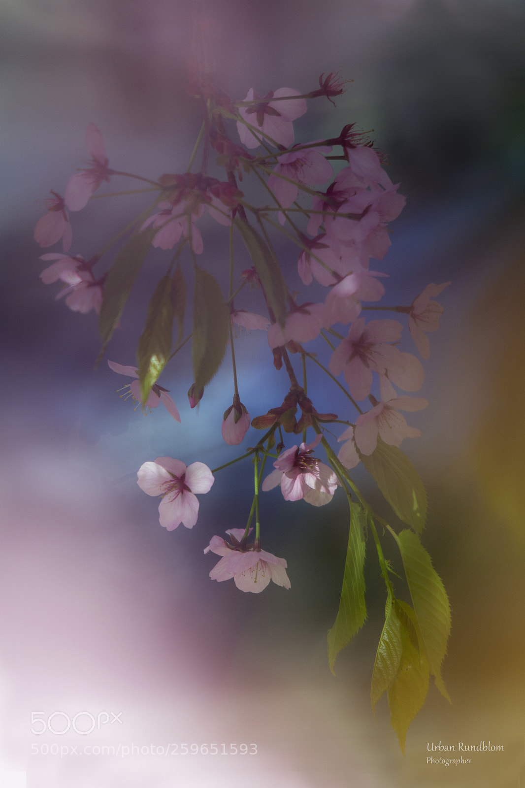 Nikon D500 sample photo. Cherry tree 4 photography