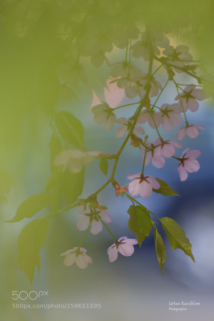 Nikon D500 sample photo. Cherry tree 3 photography