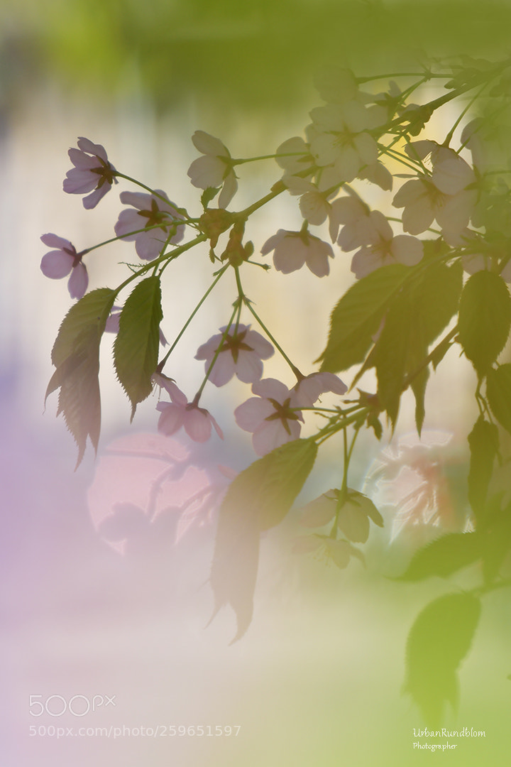 Nikon D500 sample photo. Cherry tree 2 photography