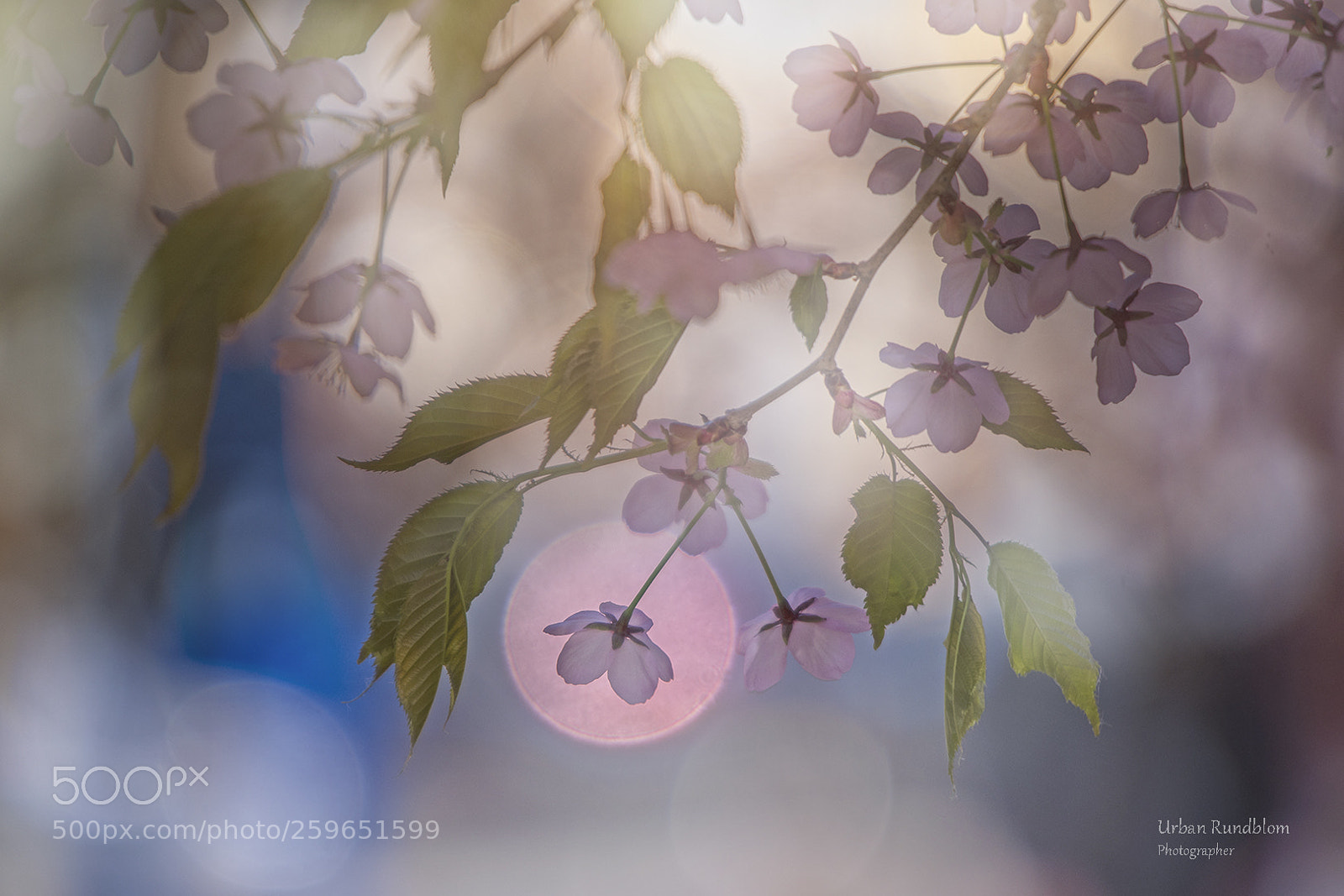 Nikon D500 sample photo. Cherry tree 1 photography