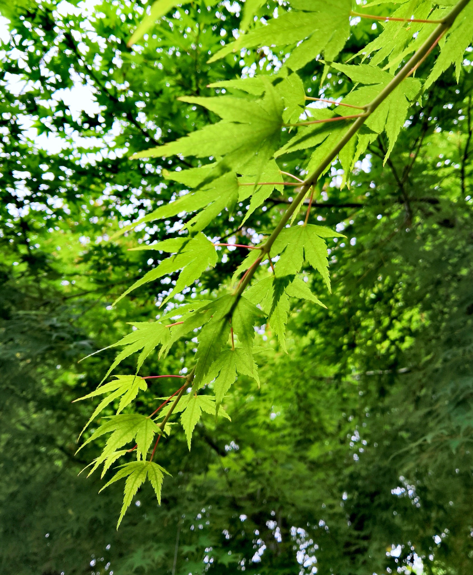 HUAWEI Honor 10 sample photo. Green maples，2 photography