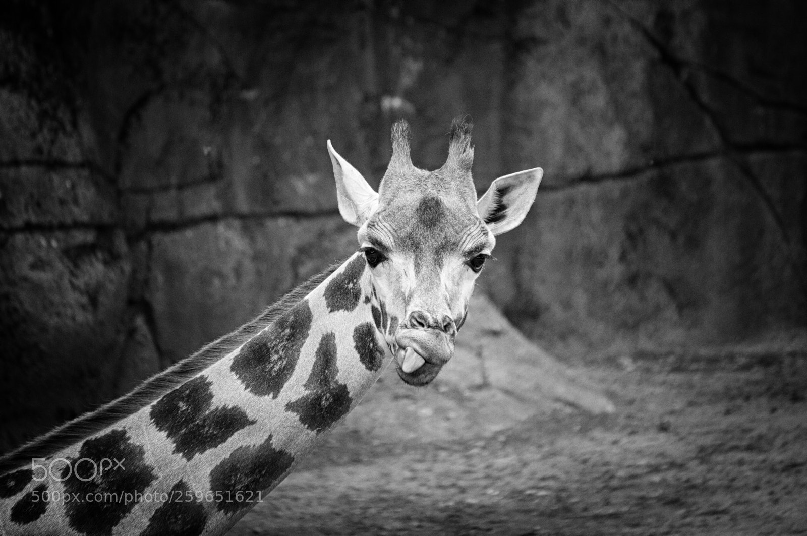 Canon EOS 70D sample photo. The giraffe photography
