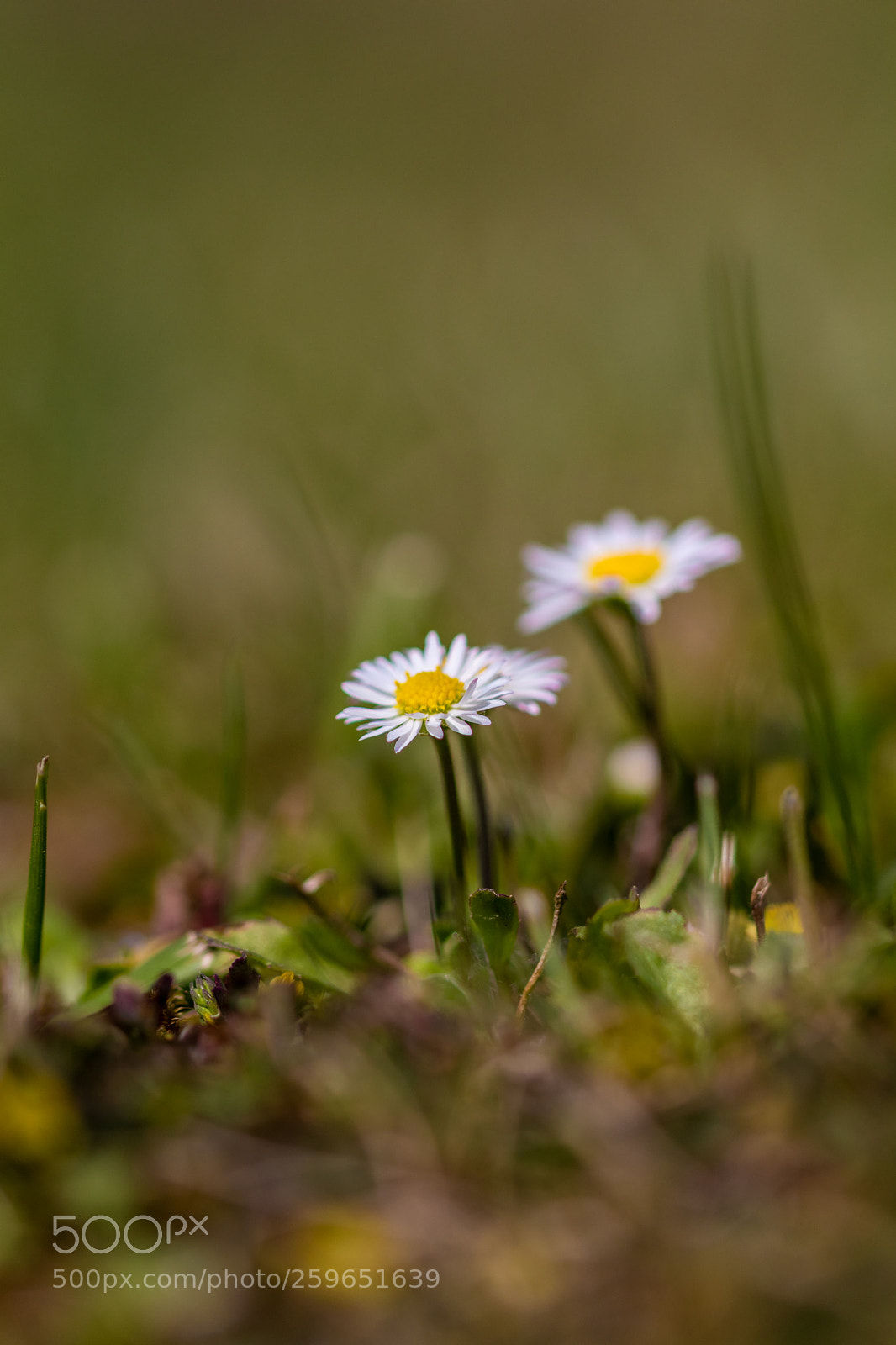 Canon EOS 80D sample photo. Gänseblümchen#2 photography