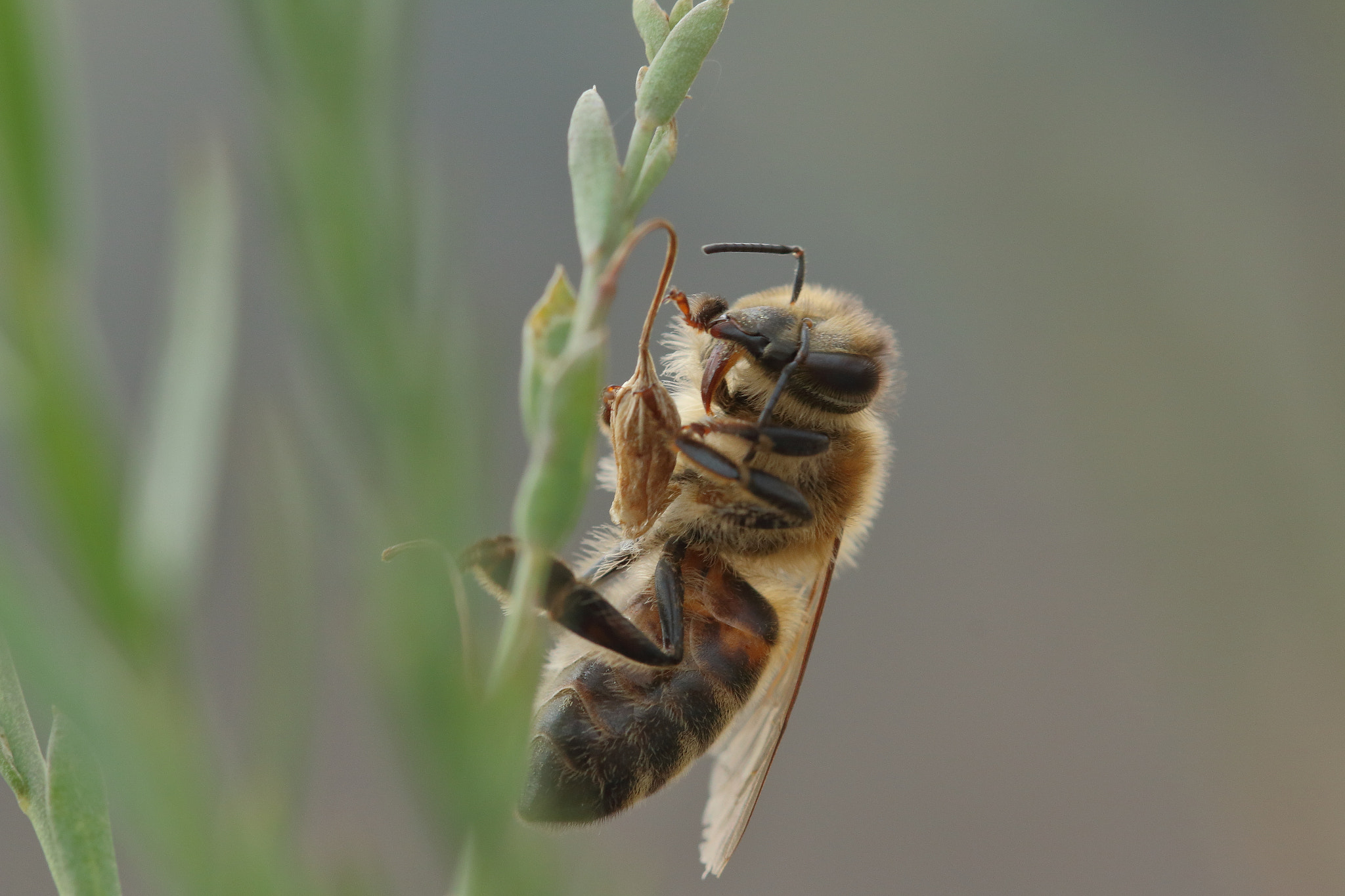 Canon EOS 70D + Canon EF 100mm F2.8L Macro IS USM sample photo. Honeybee in morning light... photography
