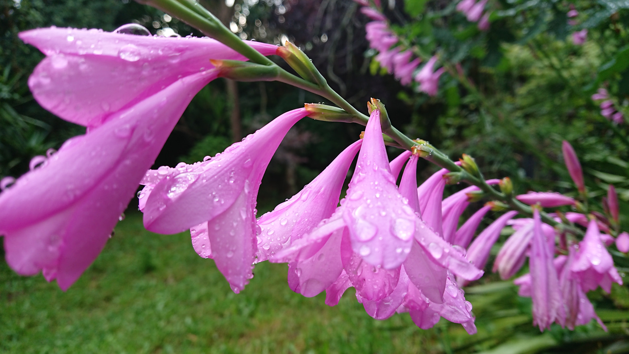 Sony Xperia XZ Premium sample photo