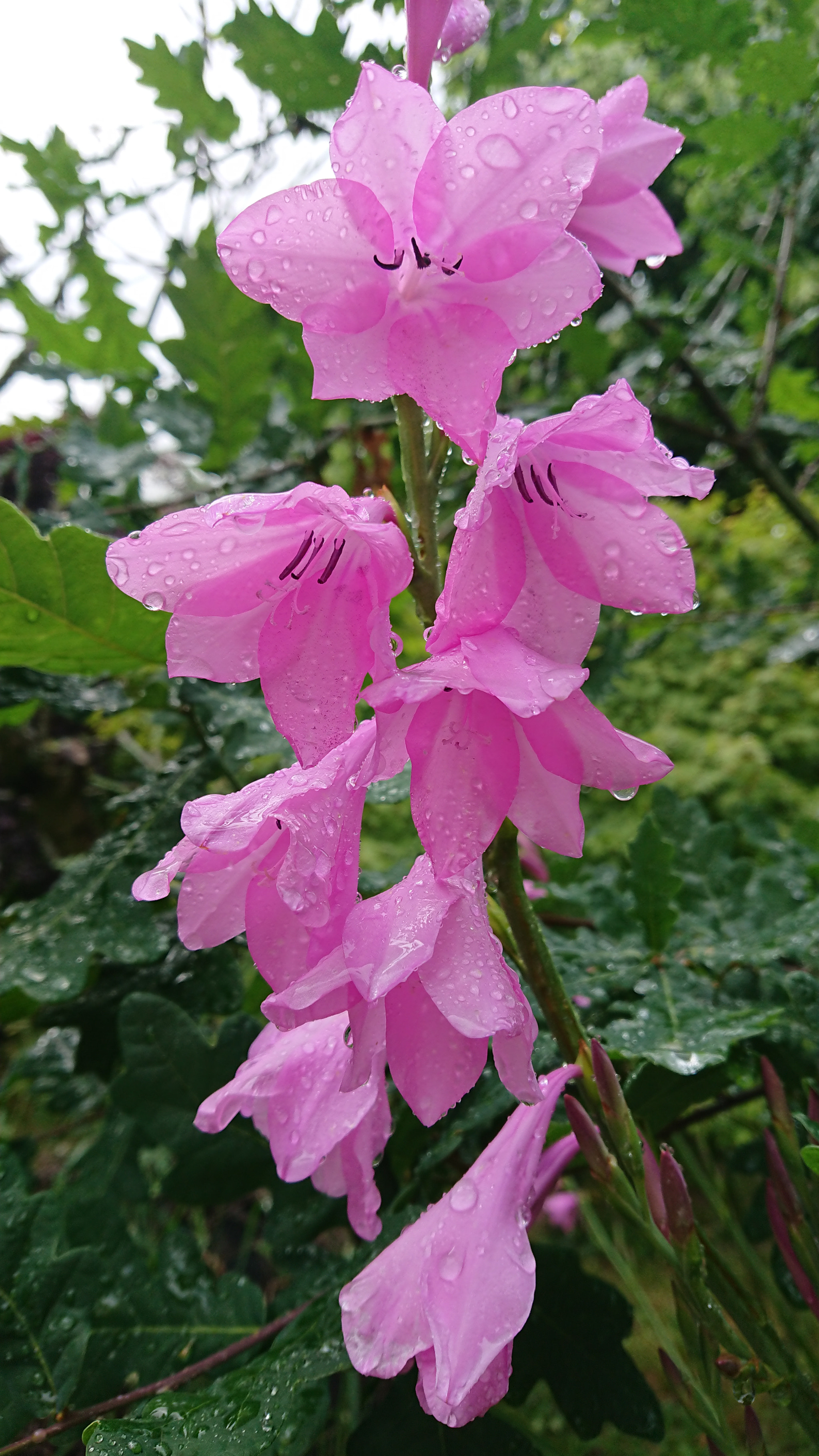 Sony Xperia XZ Premium sample photo