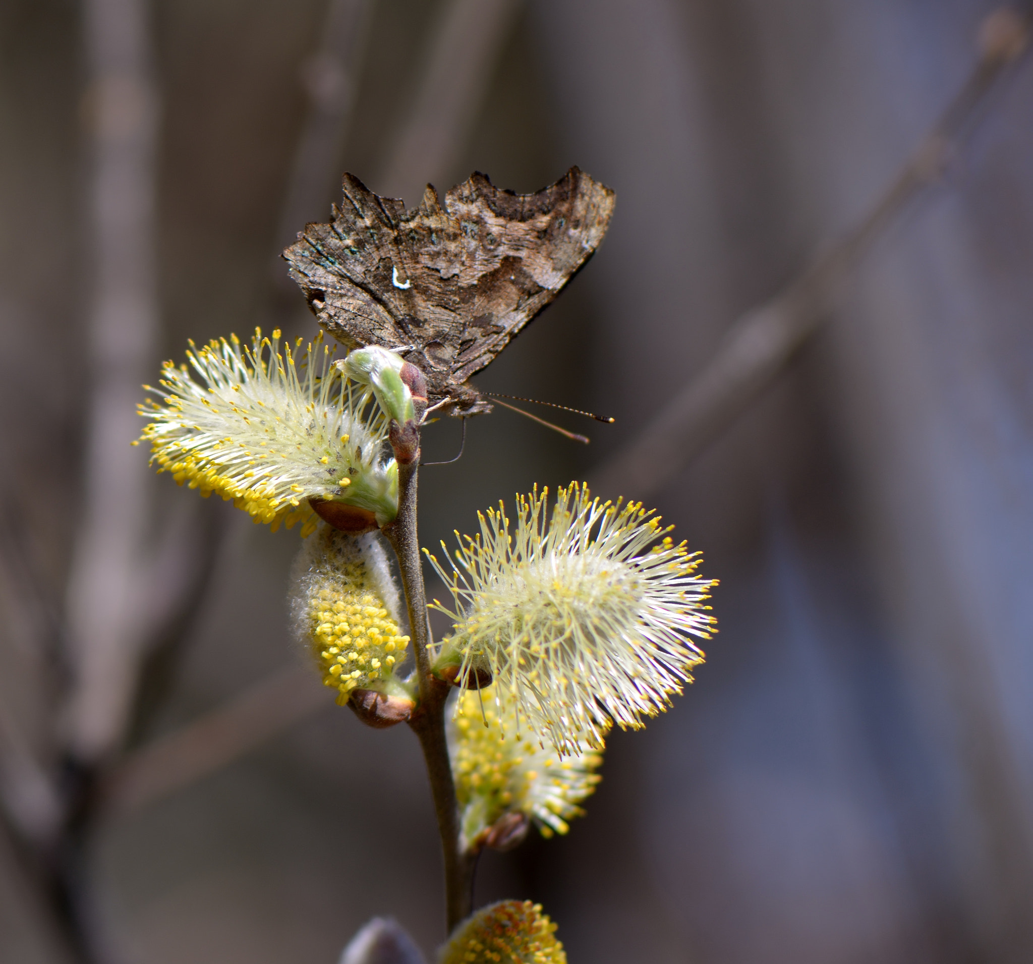 Nikon AF-S Micro-Nikkor 105mm F2.8G IF-ED VR sample photo. Polygonia c-album. photography