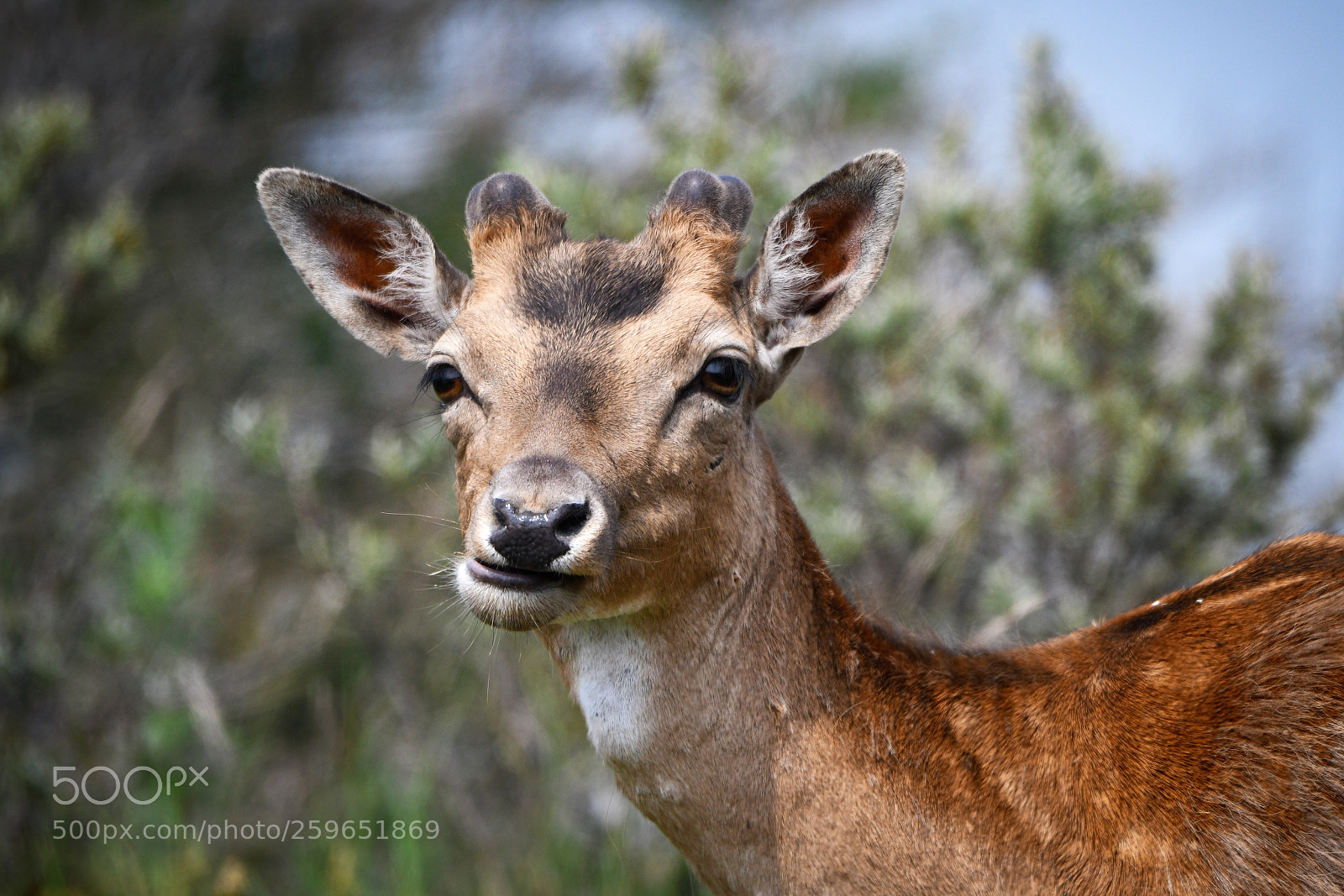 Nikon D7500 sample photo. Growing new antlers photography