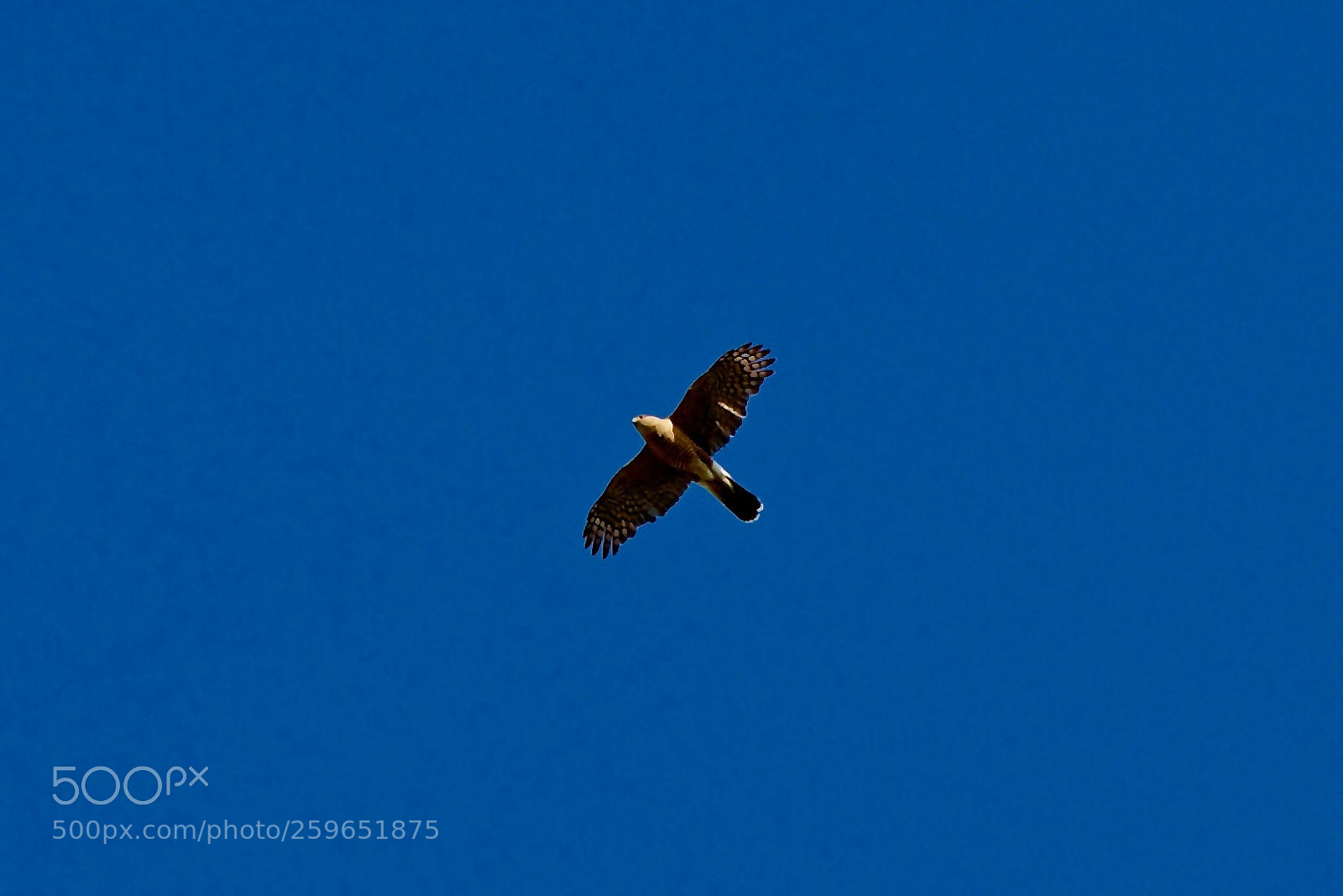 Canon EOS 7D sample photo. The hawk photography